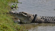Indonésie: un Australien rejoint la course pour retirer un pneu du cou d’un crocodile