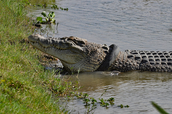 -Cette photo prise le 2 février 2020 montre un crocodile, avec un pneu de moto autour du cou, sur les berges de Palu, dans la province centrale de Sulawesi. L'Indonésie a annulé un concours qui offrait une récompense en espèces à toute personne assez courageuse pour enlever le pneu de moto coincé autour du cou d'un crocodile géant. Photo par NANANG / AFP via Getty Images.