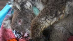 Australie : des dizaines de koalas ont perdu la vie après la destruction d’une plantation