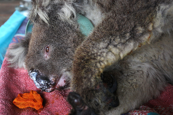  Plus de 80 koalas, blessés et affamés, ont été pris en charge après la destruction d'une plantation d'eucalyptus dans le sud de l'Australie. (Lisa Maree Williams/Getty Images)