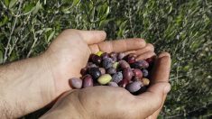 Sur l’île de Chypre divisée, une huile d’olive « pour la paix »