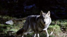 Indre : un loup solitaire a été observé et identifié près de Châteauroux cette semaine