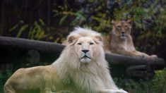 Les restes d’un employé d’un parc animalier retrouvés dans l’enclos des lions au Pakistan