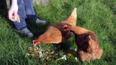 Nord : 500 familles recherchées pour adopter des poules de races locales et réduire les déchets