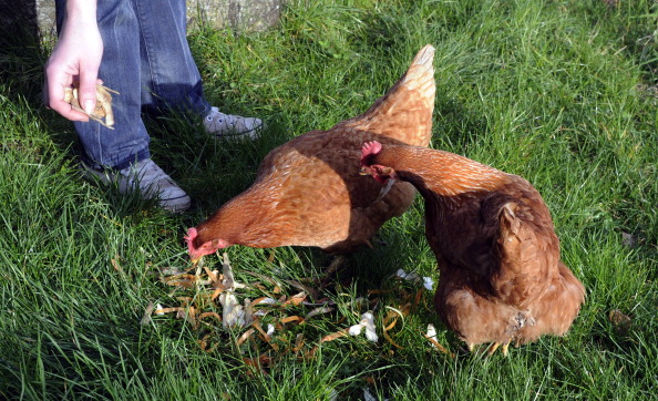 Une seule poule peut manger jusqu'à 150 kg de déchets organiques par année. (PASCAL PAVANI/AFP via Getty Images)