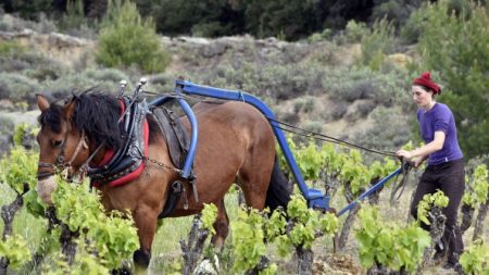 Loir-et-Cher : chevaux et moutons de retour dans les vignes pour aider les sols à mieux respirer
