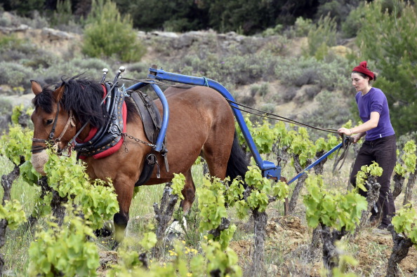 Les chevaux permettent d'éviter le tassement des sols dans les vignes. (PASCAL PAVANI/AFP via Getty Images)