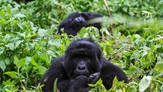Quatre gorilles de montagne tués par la foudre dans un parc national en Ouganda