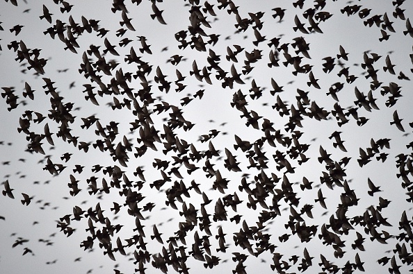 Les oiseaux morts seraient des étourneaux - Image d'illustration - (GABRIEL BOUYS/AFP via Getty Images)