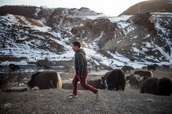 -Un homme marche dans un champ, il mène des yaks de pâturage dans le comté de Sertar, dans le sud-ouest de la Chine, dans la province du Sichuan. Photo FRED DUFOUR / AFP via Getty Images.