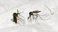 Martinique : premier décès lié à l’épidémie de dengue