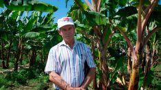 France : des producteurs antillais présentent une nouvelle banane « zéro traitement »
