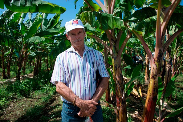 -Illustration- Francis Lignières, président des producteurs de bananes en Guadeloupe, pose pour une photo à la plantation de la société de production de fruits SCA Blondinière, dans la région française d'outre-mer de la Guadeloupe le 10 avril 2018. Photo par Helene Valenzuela / AFP via Getty Images.
