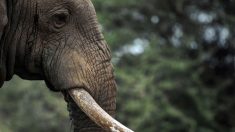 Tim, l’un des derniers éléphants aux défenses géantes du Kenya, est décédé
