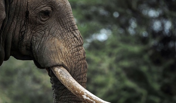 Éléphant au parc national d'Amboseli au Kenya.    (Photo : TONY KARUMBA/AFP via Getty Images)