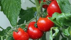 Nouveau virus de la tomate : « surveillance renforcée » du ministère de l’Agriculture
