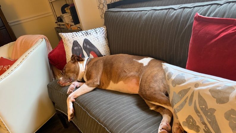 Greta se prélassant sur le canapé. Greta est le chien de compagnie de Vincent Veale.