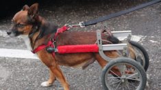 Un chien paralysé adopté retourne au refuge 4 fois avant d’être définitivement adopté par un homme également paralysé
