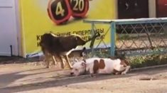 Un chien errant voit un chien «abandonné» attaché avec une laisse à une clôture et «sauve» son nouvel ami