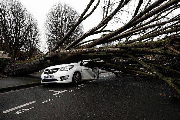 L'Opel a été complètement écrasée par le large tilleul qui s'est abattu sur la chaussée. Crédit : SAMEER AL-DOUMY/AFP via Getty Images.