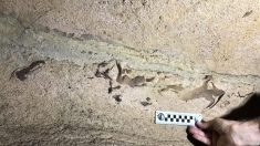 Des scientifiques trouvent une tête de requin vieille de 330 millions d’années fossilisée dans une grotte du Kentucky