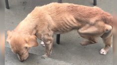 Une chienne âgée affamée voit une porte ouverte, s’abrite de la tempête et trouve inopinément son foyer permanent
