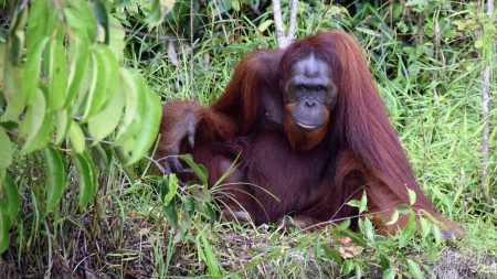 Indonésie: alors qu’il nettoie une rivière, un orang-outan le pensant en danger lui tend la main