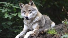 Hautes-Alpes : le président du Conseil départemental offre une queue de loup à la préfète