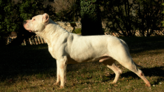 Saint-Nazaire: un dogue argentin en liberté mord un promeneur et tue son petit chien