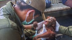Un bébé orang-outang séparé de sa mère est sauvé dans un village isolé en Indonésie
