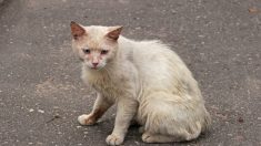 Sarthe: une chatte retrouvée à 800km de chez elle, 6 ans après sa disparition