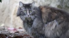 Poitiers : trois jours après avoir égaré son chat dans un accident de la route, elle le retrouve sain et sauf
