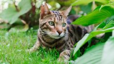 Isère : le chat d’un couple amputé après avoir été pris dans un piège à mâchoire