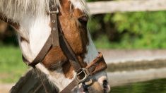 Ardèche : un cheval euthanasié après une chute dans un fossé