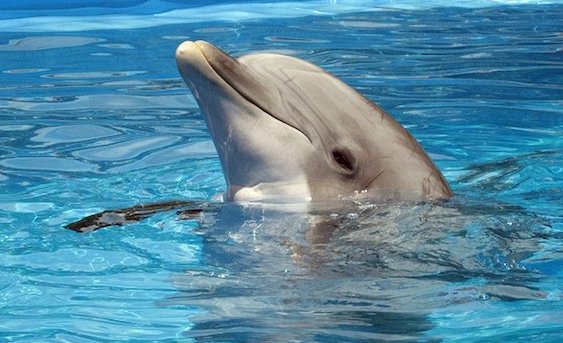 La doyenne des dauphins au parc Marineland est décédée. (Photo : crédit Pixabay/dbmcclellan)