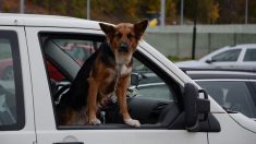 Brest : son propriétaire perd son logement, le chien vit enfermé dans une voiture depuis plusieurs mois