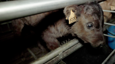 Vidéo de L214 : de jeunes veaux abattus sans étourdissement encore conscients dans un abattoir en Dordogne