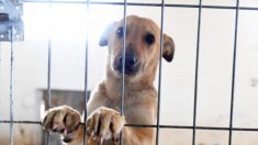 Une photo déchirante du seul chien qui reste au refuge devient virale – ce qui lui permet de trouver une nouvelle famille