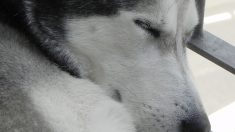 Pyrénées-Orientales: 46 chiens et chiots Husky retrouvés dans des conditions déplorables