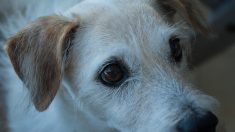 Ukraine : un député propose à une retraitée de vendre son chien pour payer sa facture de gaz