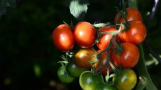 Un nouveau virus s’attaque aux cultures de tomates, poivrons et piments en France