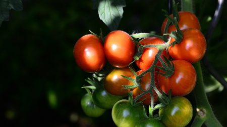 Un nouveau virus s’attaque aux cultures de tomates, poivrons et piments en France