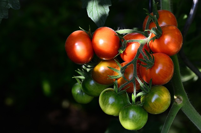 Le nouveau virus baptisée "tomata brown rugose fruit virus" menace les cultures de tomates, poivrons et piments en France et rend les légumes non commercialisables.(Photo : crédit Pixabay/jggrz)