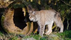 Jura: un jeune VTTiste fait une rencontre exceptionnelle avec un lynx en se baladant sur les sentiers forestiers du Pays de Gex