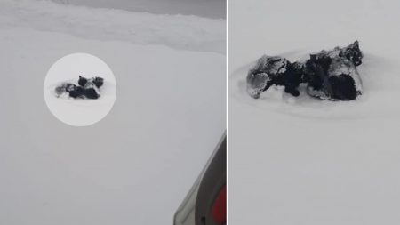 Un homme voit un tas noir sur la neige lors de la tempête et agit quand il se rend compte que ce sont 3 chatons