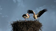 Sarralbe : une deuxième cigogne a rejoint son partenaire pour préparer le nid sur le toit de la mairie