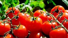Virus de la tomate : contamination confirmée dans le Finistère