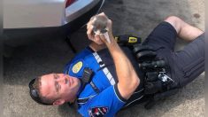 Un policier sauve deux chatons au parking d’un magasin de grande surface, puis décide de les adopter