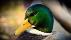 Abbeville : en plein coronavirus, les canards ne respectent pas le confinement