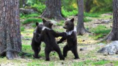 Un homme photographie trois oursons qui « dansent dans les bois » comme dans un livre de conte de fées